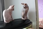 Аватара пользователя