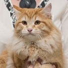 Аватара пользователя